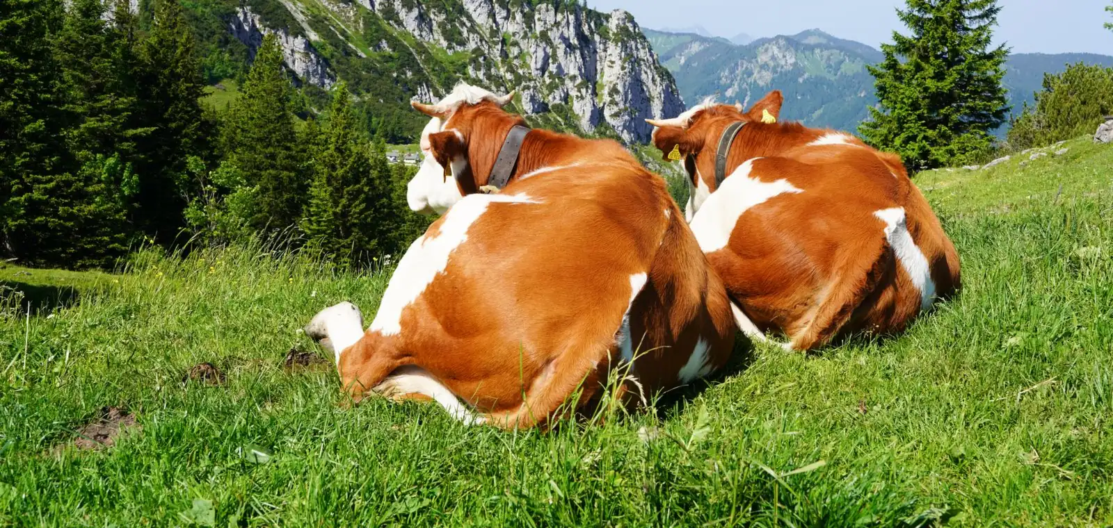 Zwei Fleckviehkühe liegen auf der Weide
