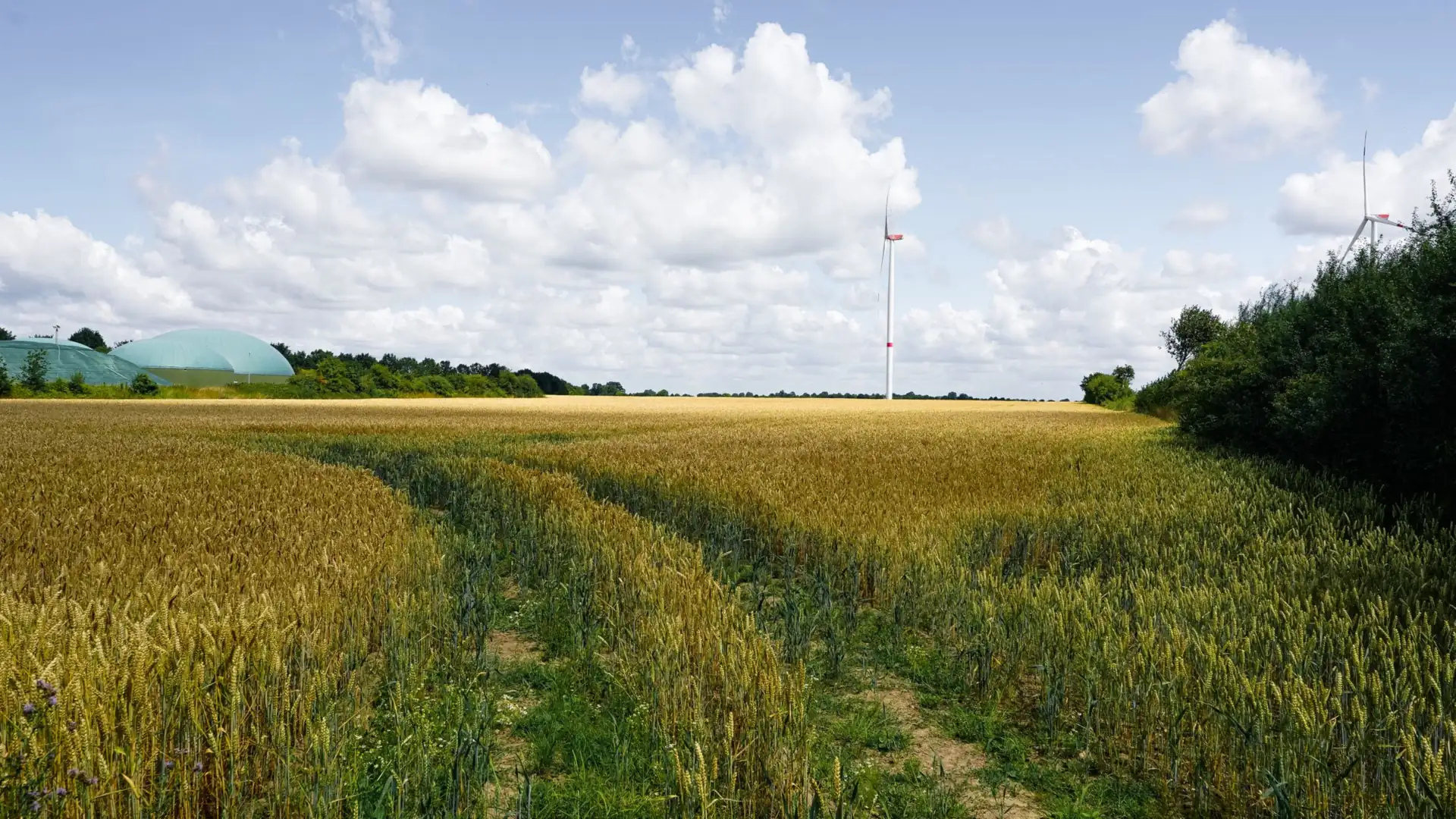 Weizenfeld mit Fahrspuren, dahinter Windräder und eine Biogasanlage
