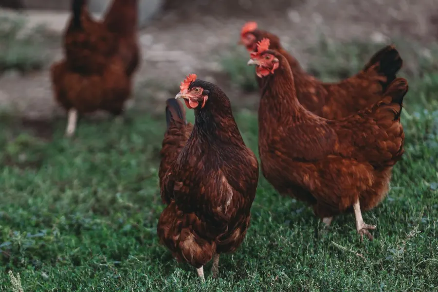 Legehennen im Freiland