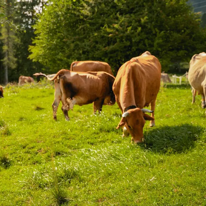 Rinder auf der Weide